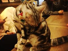 -共舞时光猫咖·狗咖(新街口店)
