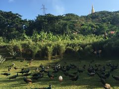 -西双版纳勐泐文化旅游区