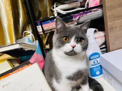 -艾吉宠物医院·疑难杂症转诊中心·猫友好(碧江路院)