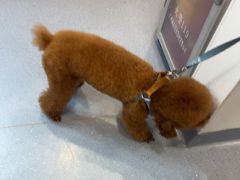 -宠物星动物医院·眼科·异宠·猫科(江南大道总院)