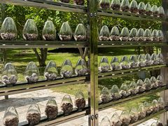 -中国科学院西双版纳热带植物园
