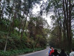 -铁山坪森林公园