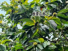 -兴福老面馆(寺路街店)