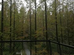 -黄海国家森林公园