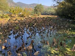 -铭莲·八卦田水上餐厅