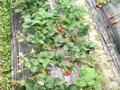 -胜丰草莓采摘园