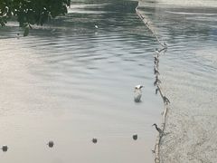 -南宁南湖公园