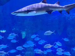-广州海洋馆