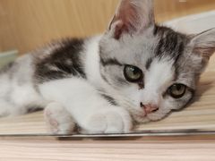 -屋虎猫馆(宝安大仟里店)