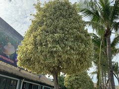 -亚龙湾国际玫瑰谷
