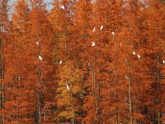-白鹭湾湿地公园