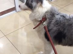 -佩兹宠物医院肿瘤专科·眼科·牙科(黄浦店)