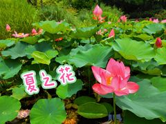 -和平公园