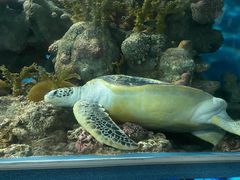 -上海海洋水族馆