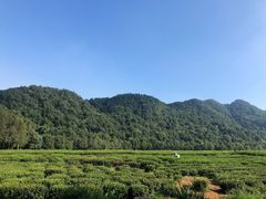 -中国茶叶博物馆(双峰馆区)
