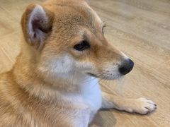 -南京Hallo宠物乐园·哈罗犬舍·柴犬繁育基地