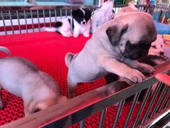 -哈尔滨市宠物交易市场