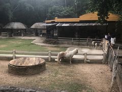 -清迈夜间动物园