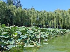-团结湖公园