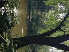 -秋霞圃