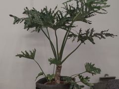 -研途咖啡馆(健康路店)