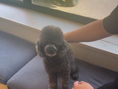 -瑞派宠物医院·犬猫全科·猫友好(宾水西道店)