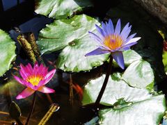 -国家植物园南园