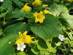 -碓臼峪自然风景区