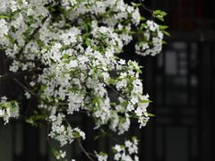 -莫愁湖公园