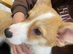 -柴犬小屋·柴餐厅·狗咖食堂(金鼎广场店)