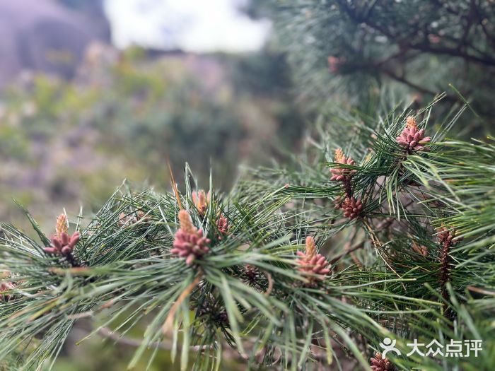 三清山风景名胜区图片