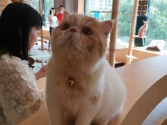 -CAT’S MEWSTAR CAFE·喵星球猫屋(晴湾咖啡店)