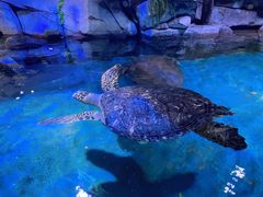 -多彩贵州城极地海洋世界