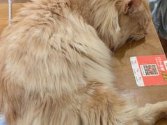 -有猫主题·治愈系猫咖(曾厝垵店)