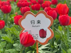-荷兰花海
