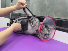 -中农国际动物医院24小时·猫科·骨科·急重症中心
