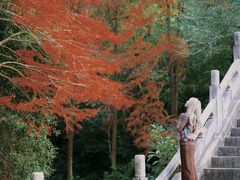 -深圳仙湖植物园