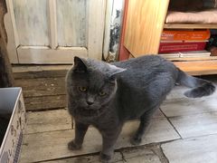 -海边的猫和咖啡馆