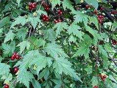 -西岭雪山大飞水景区