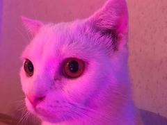 -猫咪博物馆(顶澳仔猫街店)