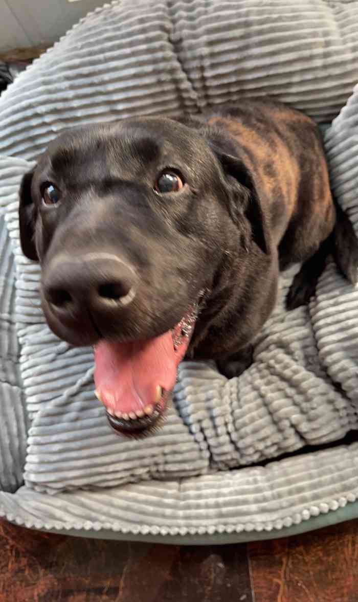 大嘴狗宠物医院(富春江路店)-"【项目】洗澡 | 美容非常负责任的一家.