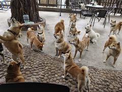 -柴犬高等学院·狗咖·柴犬售卖·宠物训练