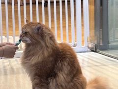 -藏猫猫咖啡主题馆(中央大道店)