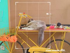 -猫在这儿猫咪咖啡馆·撸猫馆