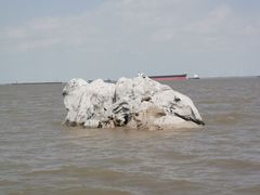 -上海吴淞炮台湾国家湿地公园