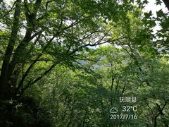 -天女山森林公园