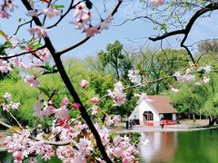 -上海共青森林公园