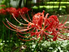 -上海佘山国家森林公园天马山园