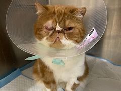 -芭比堂宠物医院·全科爱猫医院·仁德分院