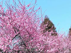 -白塘生态植物园